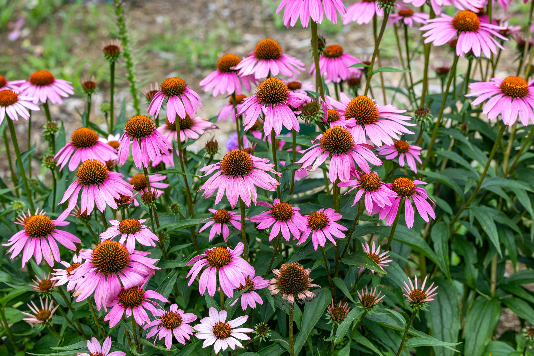 purple cone flower
