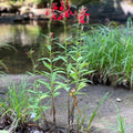 red lobelia