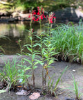 red lobelia