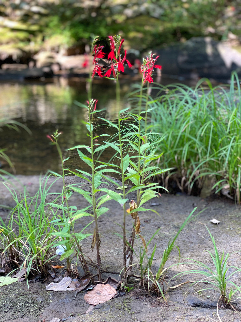 red lobelia