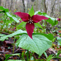 red trillium