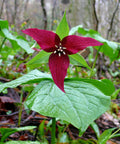 red trillium