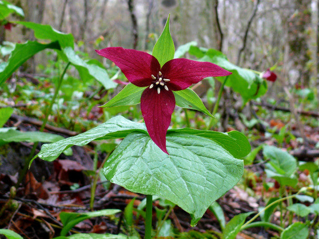 red trillium