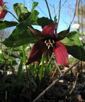 red trilium
