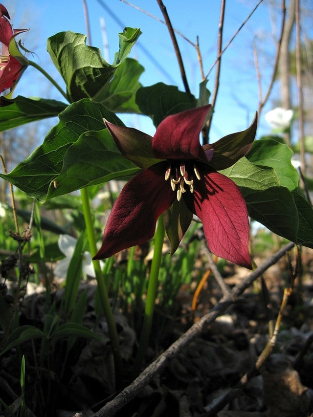 red trilium