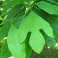 Sassafras leaves