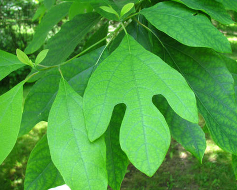 Sassafras leaves