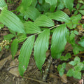 Solomon's seal plant