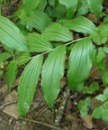 Solomon's seal plant
