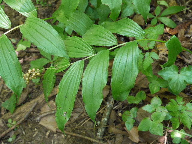 Solomon's seal plant