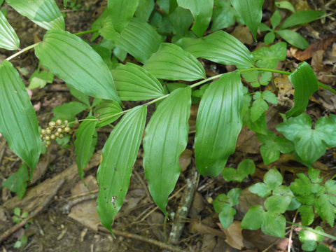 Solomon's seal plant