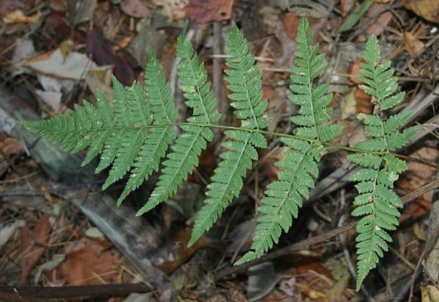 Spinulose Wood Fern
