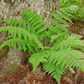 spinulose wood fern