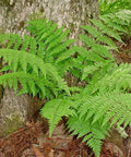spinulose wood fern