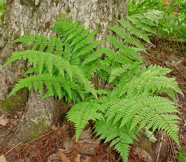 spinulose wood fern