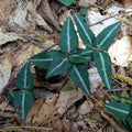 spotted wintergreen