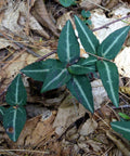 spotted wintergreen