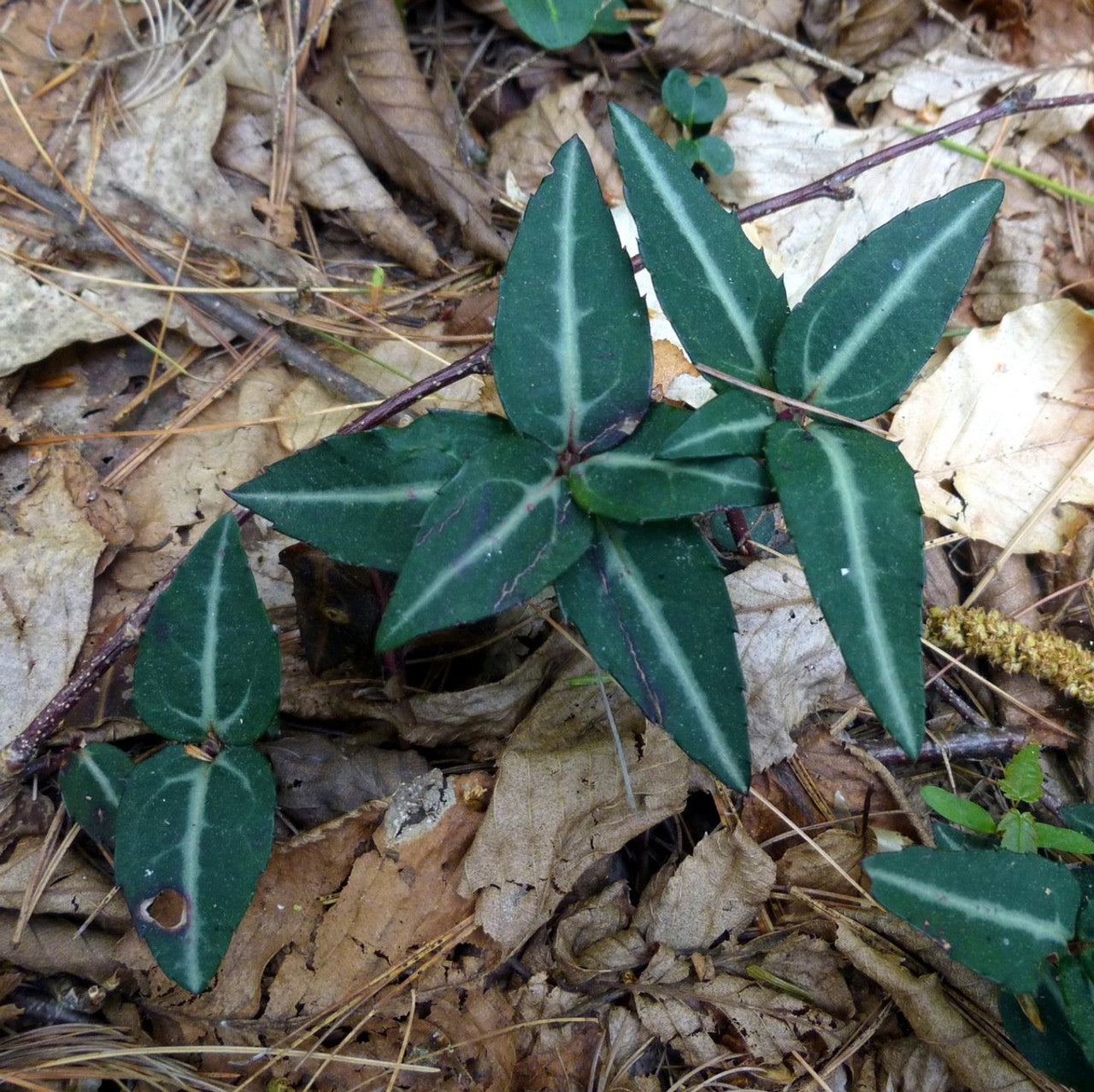 spotted wintergreen