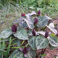 sweet betsy trillium