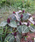 sweet betsy trillium