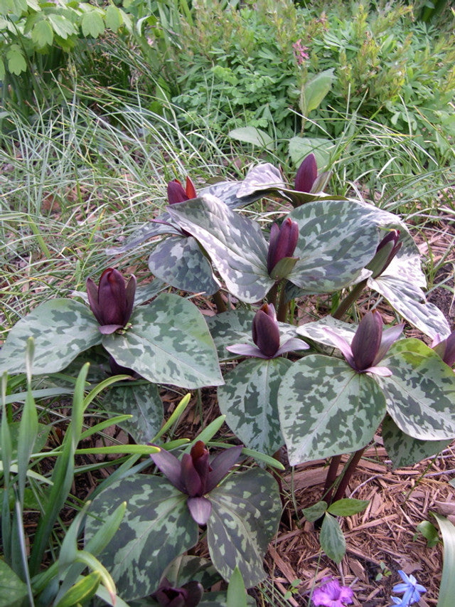 sweet betsy trillium