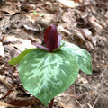 toadshade trillium