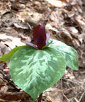 toadshade trillium