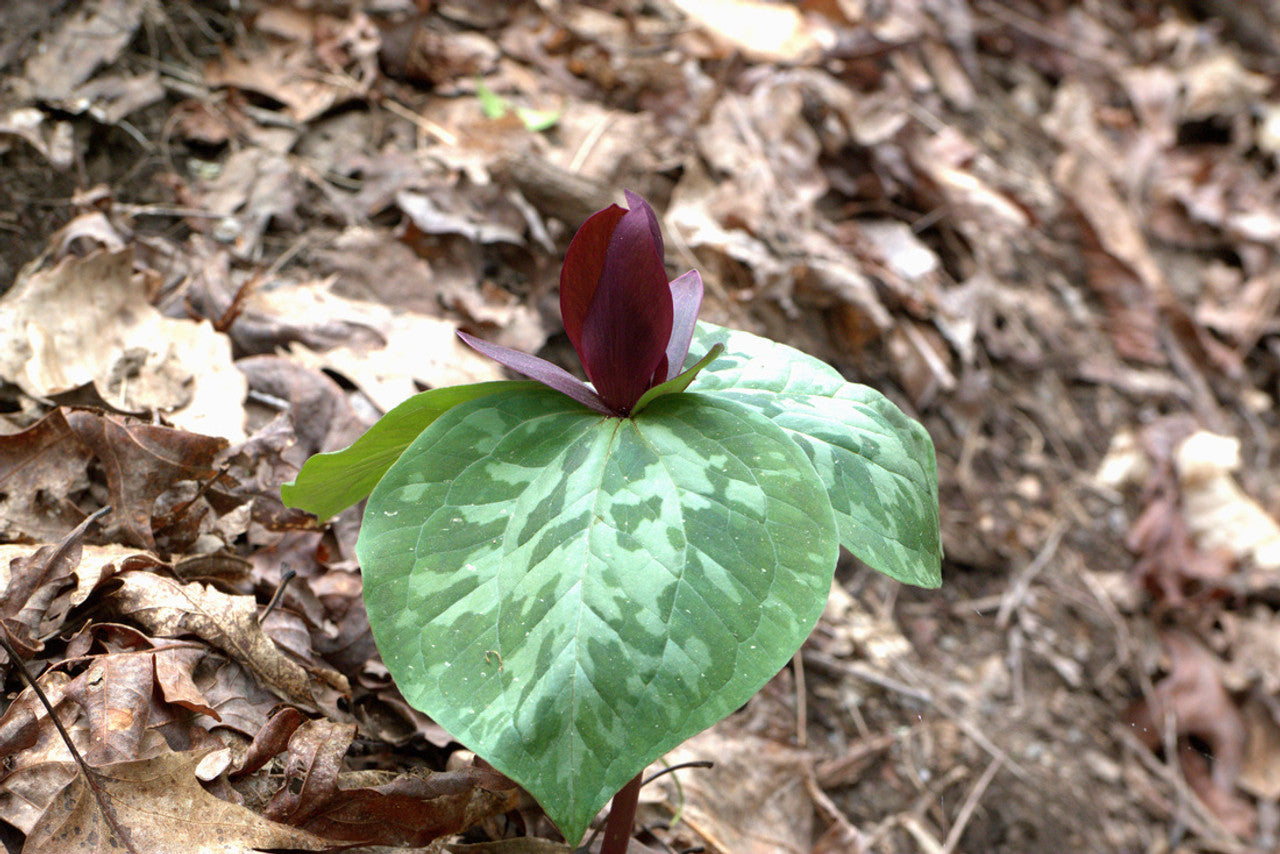 toadshade trillium