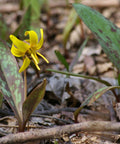 trout lily