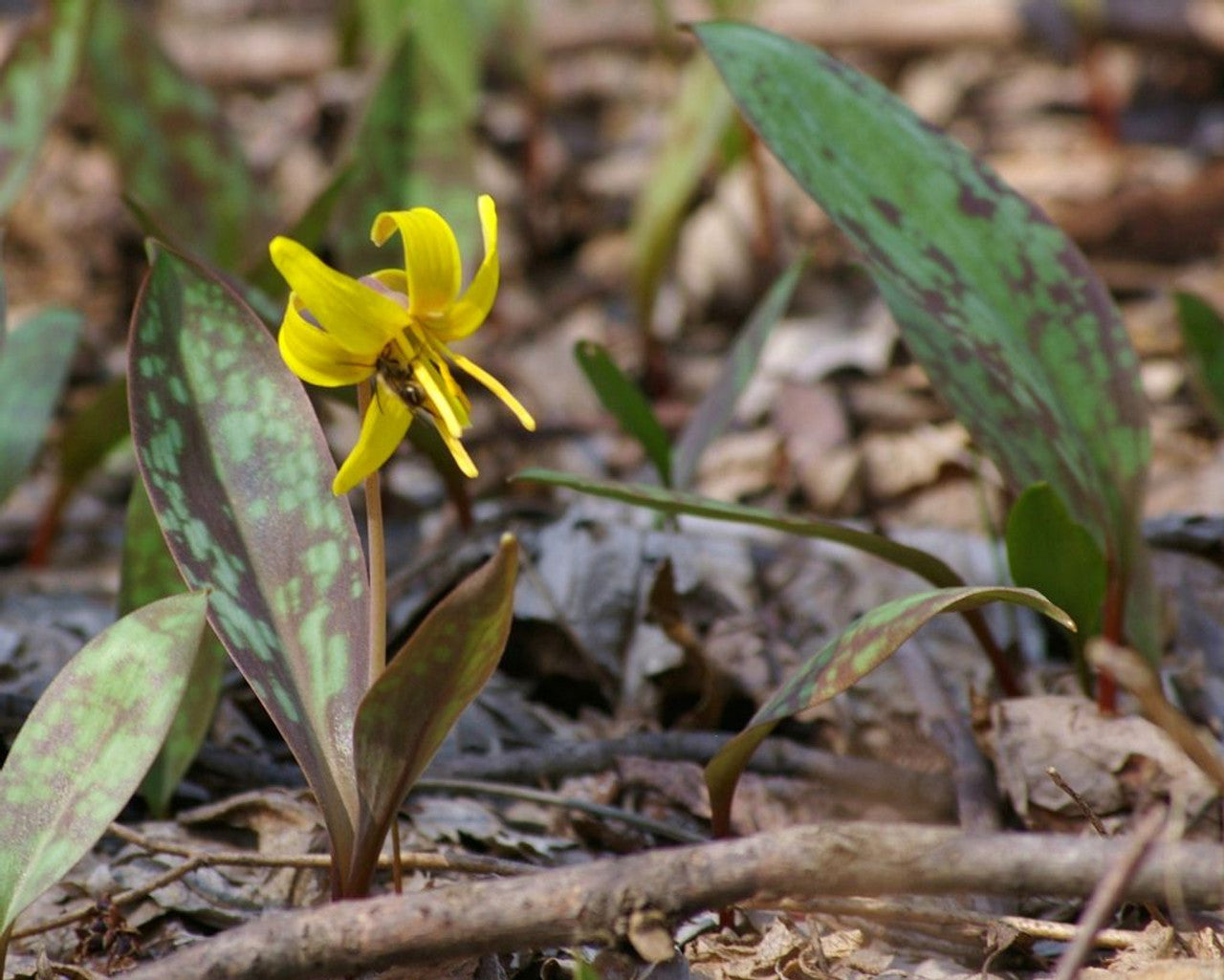 trout lily