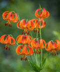 turk's cap lily