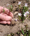 virginia spring beauty