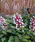 white baneberry