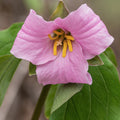white trillium turning pink