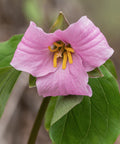 white trillium turning pink