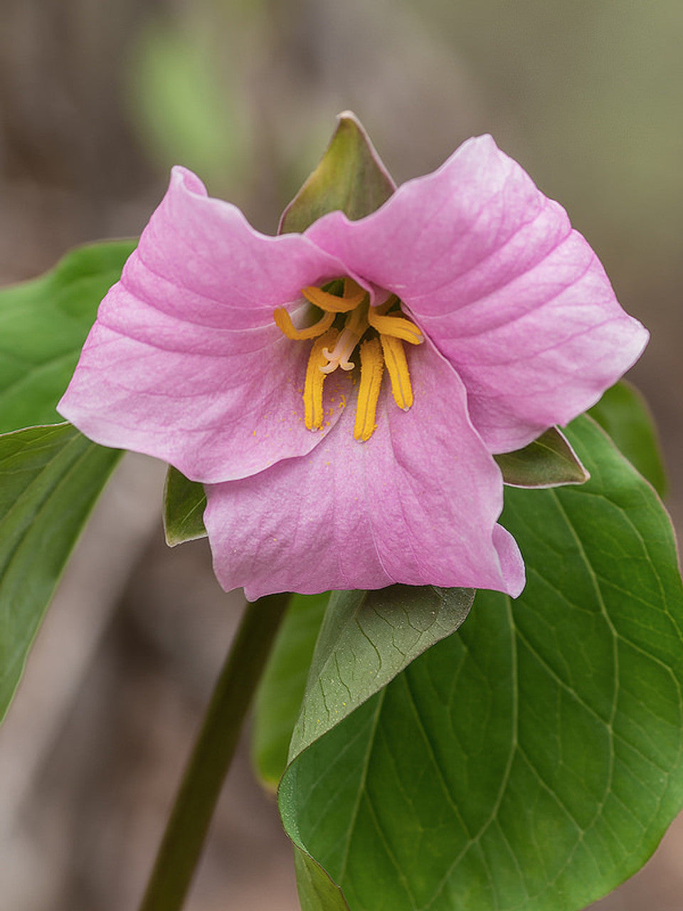 white trillium turning pink