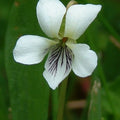white violet