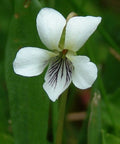 white violet