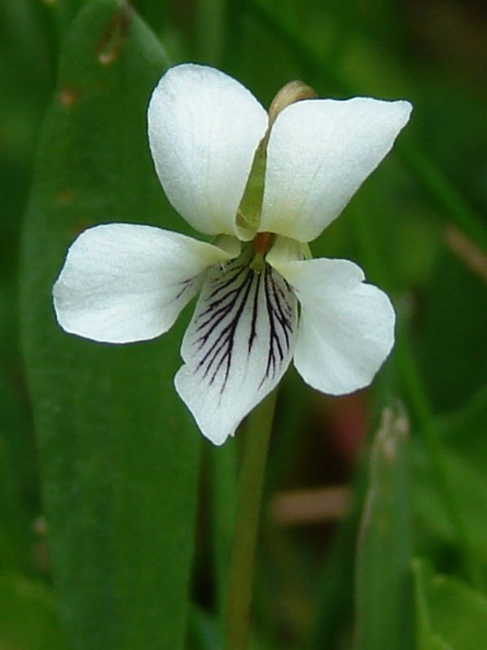 white violet