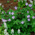 wild geranium