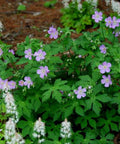 wild geranium