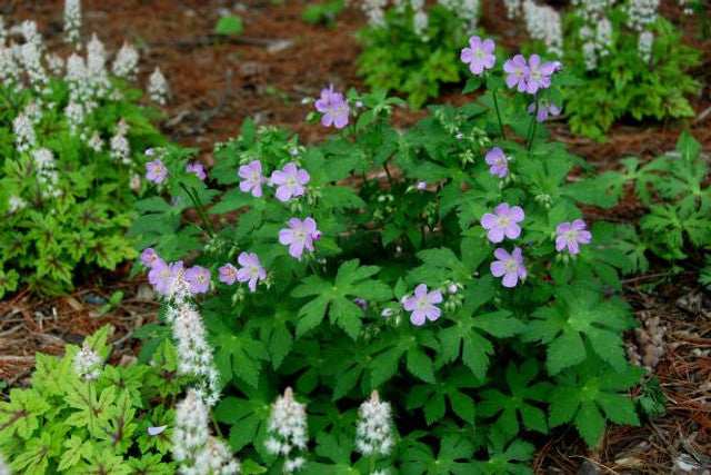 wild geranium