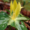 yellow trillium