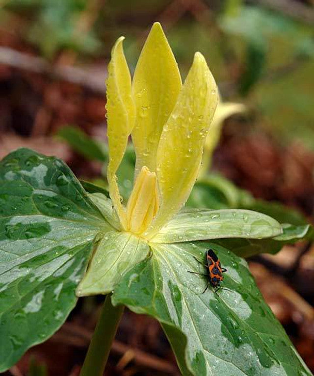 yellow trillium